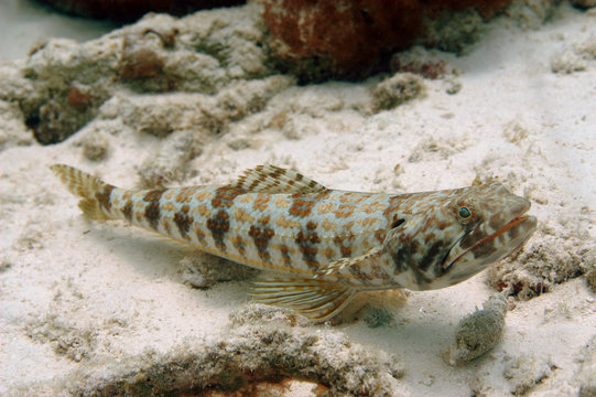 Sand diver (lizardfish) in Bonaire.