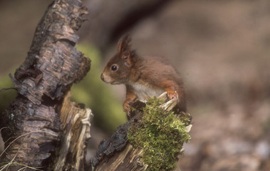 Red Squirrel