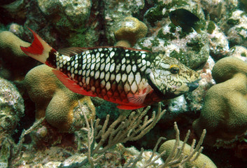 Stoplight parrotfish, Bonaire.