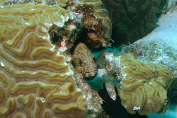 Graysby (grouper) hiding in brain coral, Bonaire.