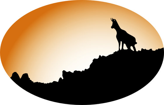 Isard au cr&eacute;puscule