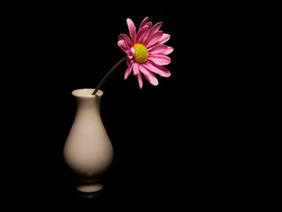 Pink Daisy in a Small Vase