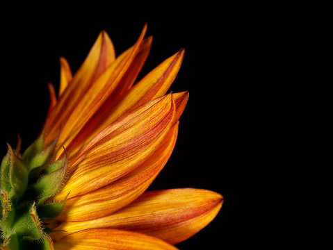 Back Side of a Multi-Colored Sunflower