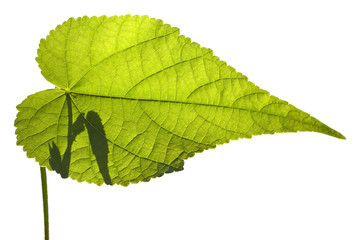 abutilon leaf on white