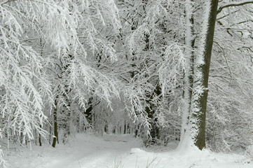 Snowy forest road