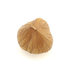 Hazel nut