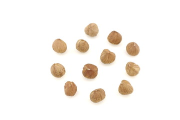 Hazel nut