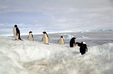 Ad&eacute;lie avec fond  banquise