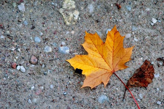 Alone autumnal maple leaf on sandy ground.