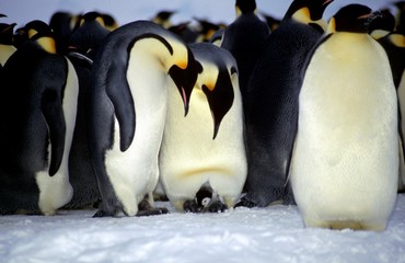 Couple d'empereurs avecpoussin