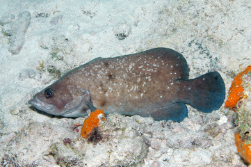 Greater soapfish, Bonaire.