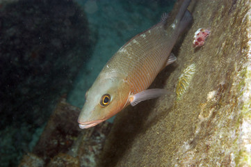 Gray snapper aka mangrove snapper in Bonaire.