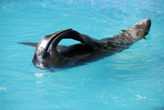 foca