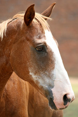 Chestnut Horse Portrait