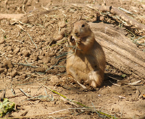 Prairie Dog Snack