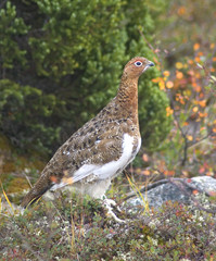 ptarmigan standing on a rock in the tundra of northern Canada in early autumn.