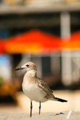 Seagull on the beach