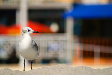 Seagull on the beach