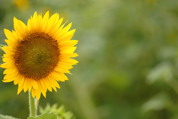 Fototapeta premium Good Day