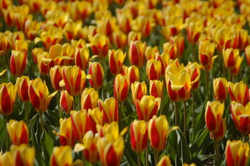 Tulips 003