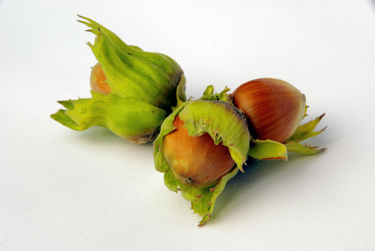 Haselnuss 06