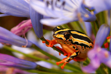 Painted reed frog on the agapanthus flower in South Africa © Elzbieta Sekowska