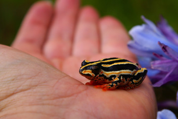 Painted reed frog on my hand