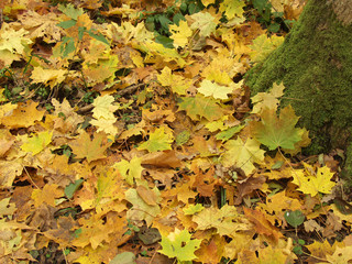 Autumnal leaves on ground