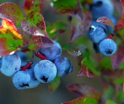 Wild Blueberries (Vaccinium Myrtilloides)