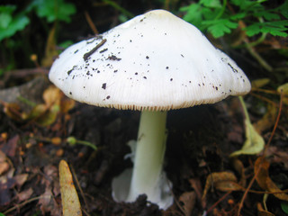 mushroom