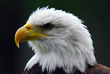 Bald eagle