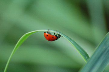 coccinelle