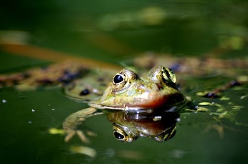 grenouille © escapade photo