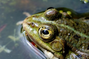 grenouille