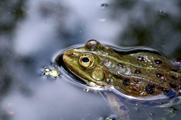 grenouille