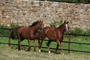Trakehner-Duo