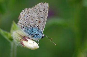 papillon