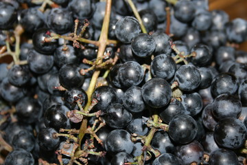 Dark Grapes