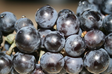 Dark Grapes
