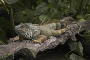 Leguan