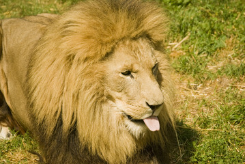 Lion