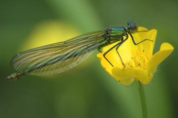 damselfly