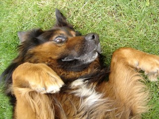 qui veut me donner une caresse ?