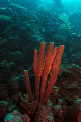 Tube sponges, Bonaire.