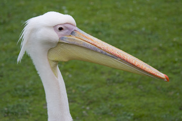 Pelican's head