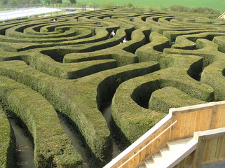 Hedge Maze