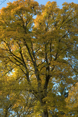 Autumnal maple tree
