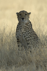 Lone Cheetah sitting in the grass