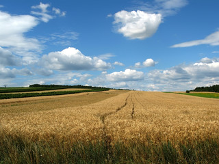 wheat field