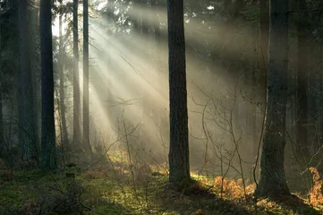Foto op Plexiglas Sunrise and forest © Aleksander Bolbot
